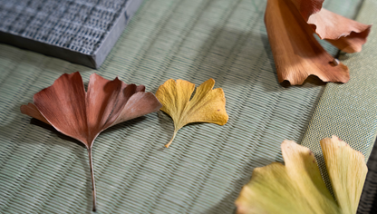 the ginkgo pod